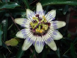 Passiebloem-Passiflora-incarnata