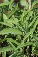 Salie - Salvia officinalis