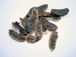 Sené (Cassia angustifolia)