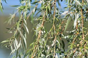 Saule feuille (Salix alba)
