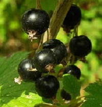 Zwarte-aalbes-Ribes-nigrum